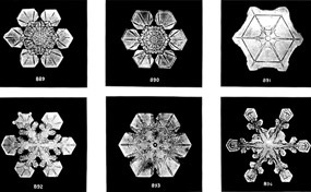 Various microscopic images of snowflake fractal patterns